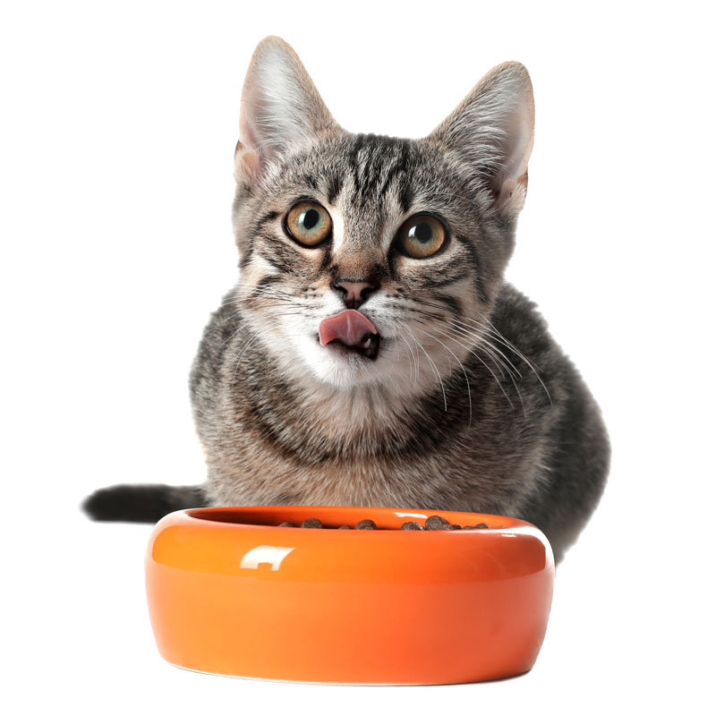 cat-food-ingredients Pet Food
