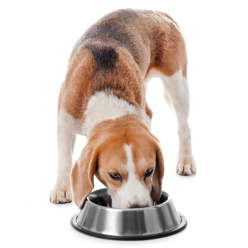 pet-food-gelling-systems Pet Food